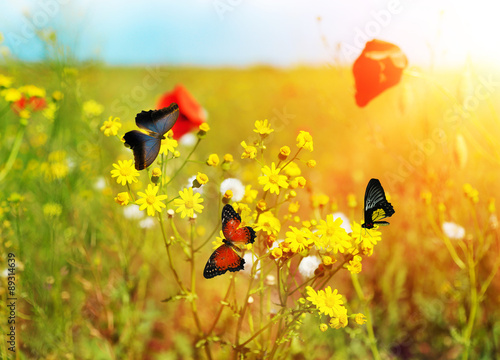 Beautiful butterflies on me...