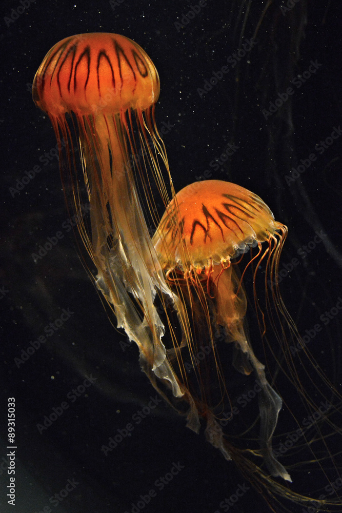 Fototapeta premium Jelly fish against a black background