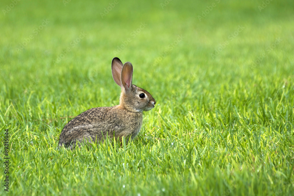 young cotton tail rabbit profile view sitting in green grass young cotton tail rabbit profile view sitting in green grass