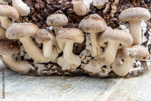 mushroom / Shiitake on a wooden surface