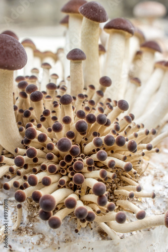 mushroom / southern poplar mushroom on a mushroom substrate
