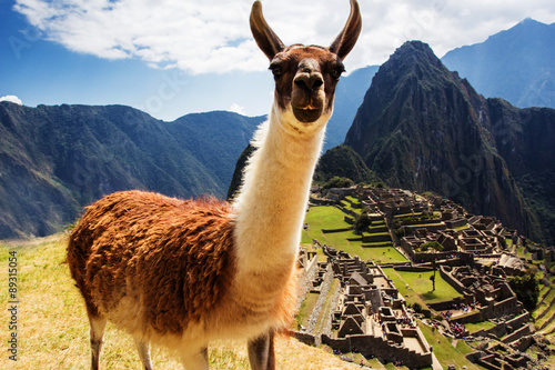 Lama at Machu Picchu, Incas ruins in the peruvian Andes at Cuzco