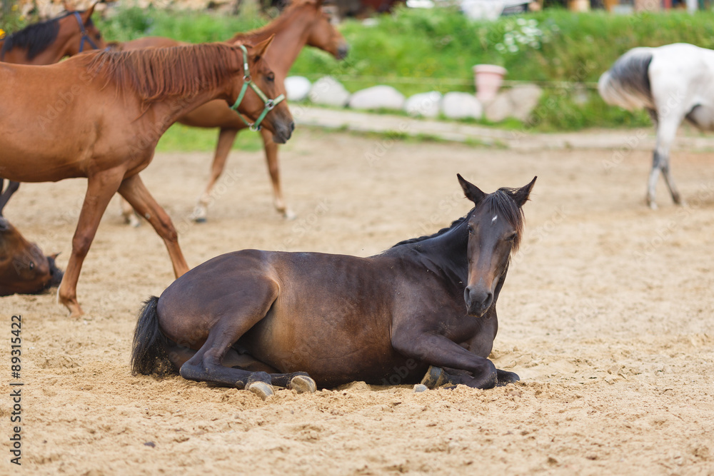 Fototapeta premium Horse lying in the sand