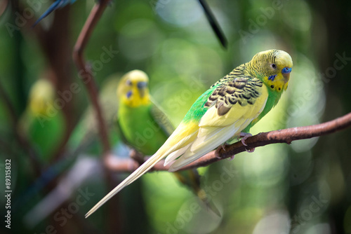 Obraz na plátně Colorful parakeets resting on tree branch