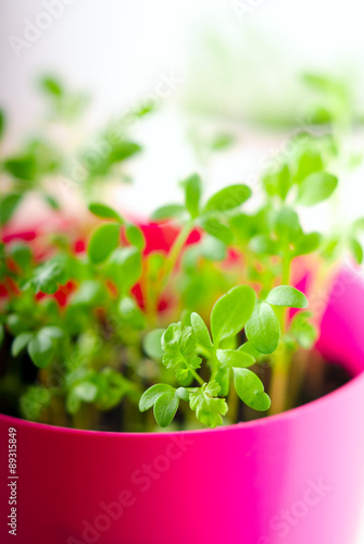 Fresh green kitchen herbs in colorful pots