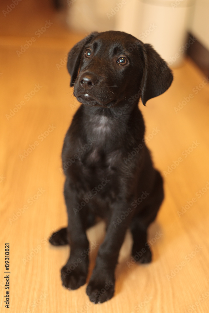 Puppy learning to sit