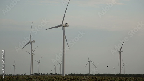 Green energy and flying birds