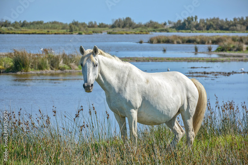 cheval camarguais au bord de l'étang