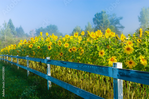 Sunflowers during an early morning fog.