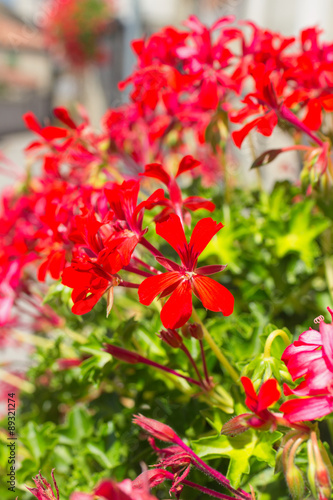 Fototapeta Naklejka Na Ścianę i Meble -  Red flowers. Color image