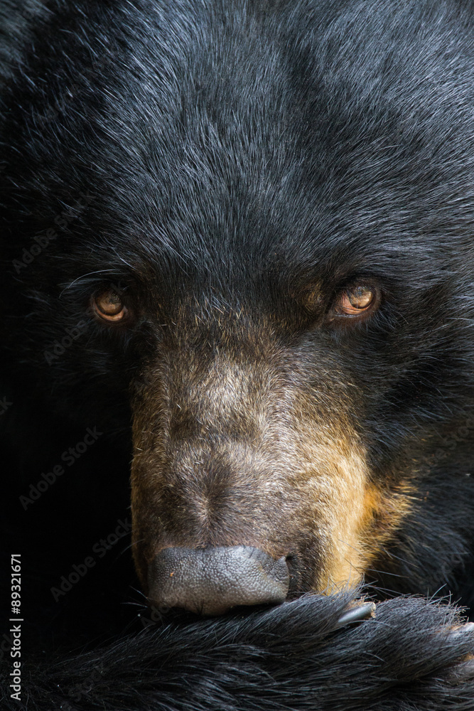 Fototapeta premium Portrait of a Black Bear