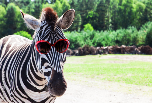 Funny Zebra with sunglasses