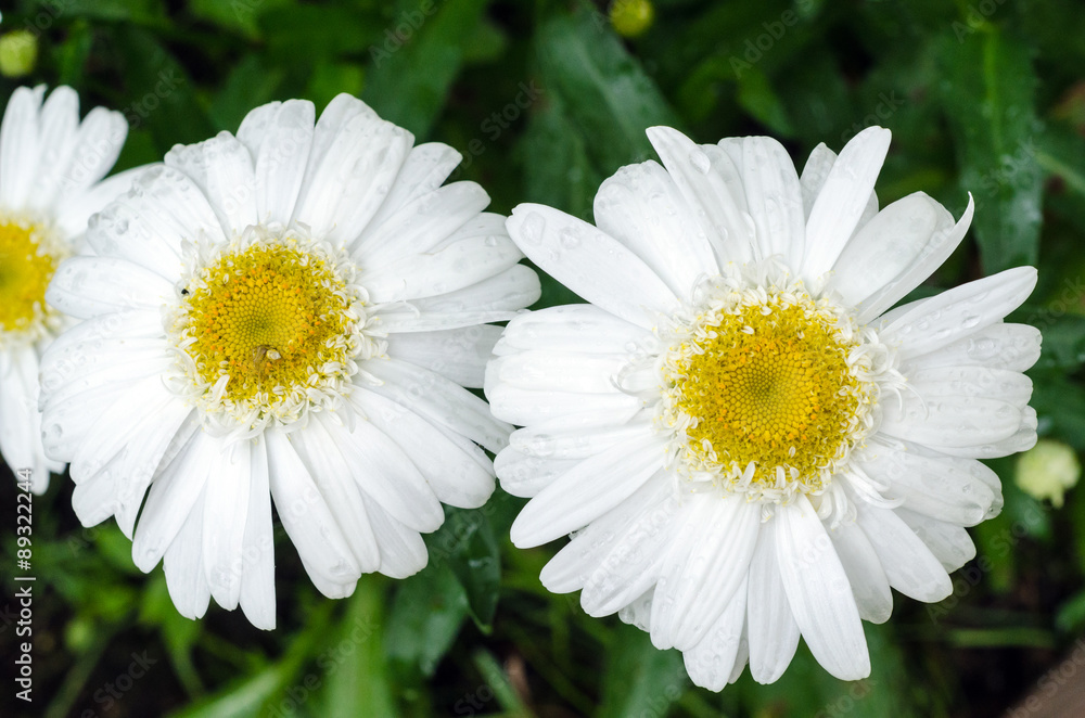 Fototapeta premium African daisy