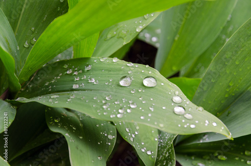 lily-of-the-valley