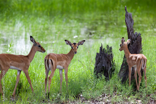 A herd of female and young impalas in Mosi-oa Tunya Nation Park, Zambia, Africa photo