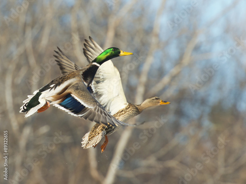 Flying Mallard Duck