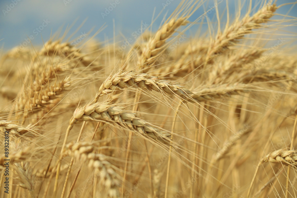 wheat closeup