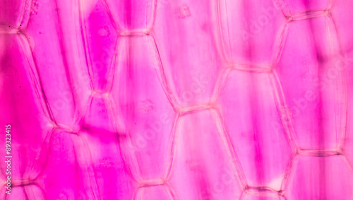 Fototapeta Naklejka Na Ścianę i Meble -  plant cells under microscope.400x