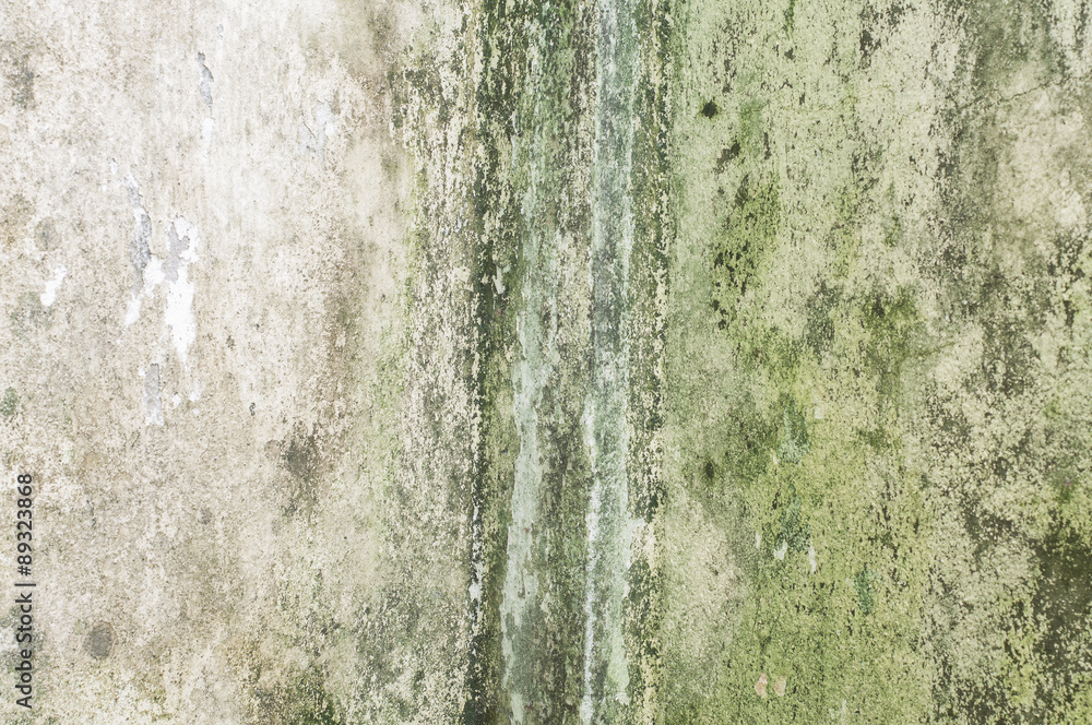 Old dirty concrete wall covered with moss mold