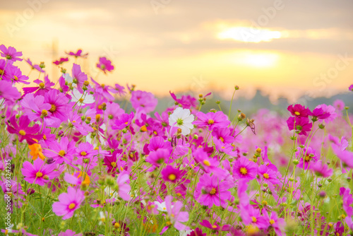 sunrise at a field of purple flower