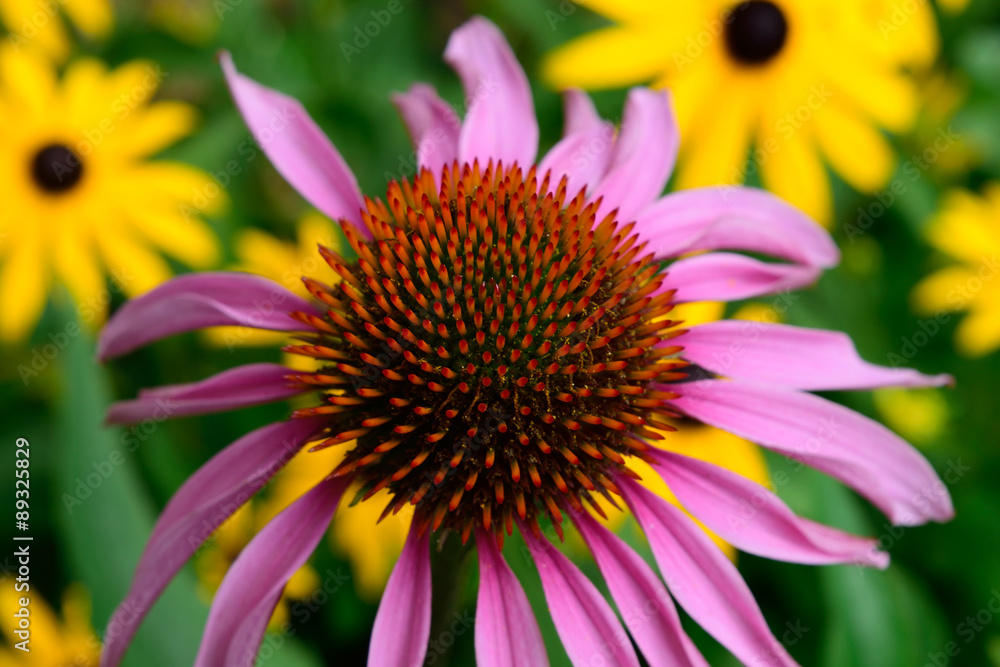 Purple Coneflower Detail and Blurred Brown Eyed Susans Purple Coneflower Detail and Blurred Brown Eyed Susans