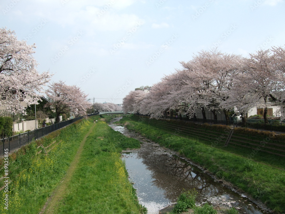 桜が咲く春の野川 調布市 一の橋付近 Nogawa River Row Of Cherry Blossom Trees Stock Photo Adobe Stock