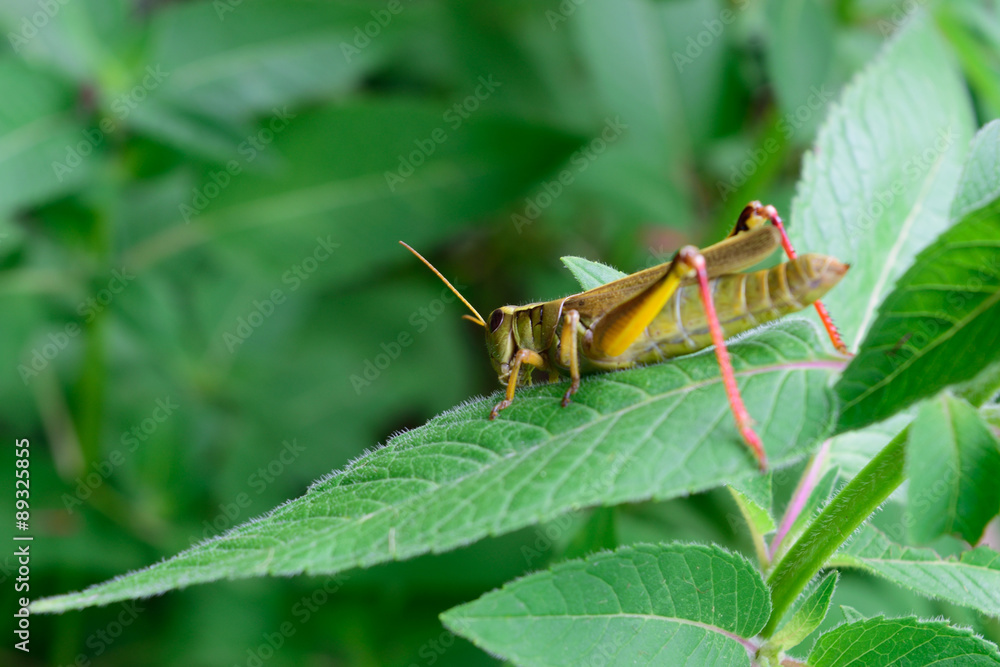 Fototapeta premium Closeup Detail of Grasshopper