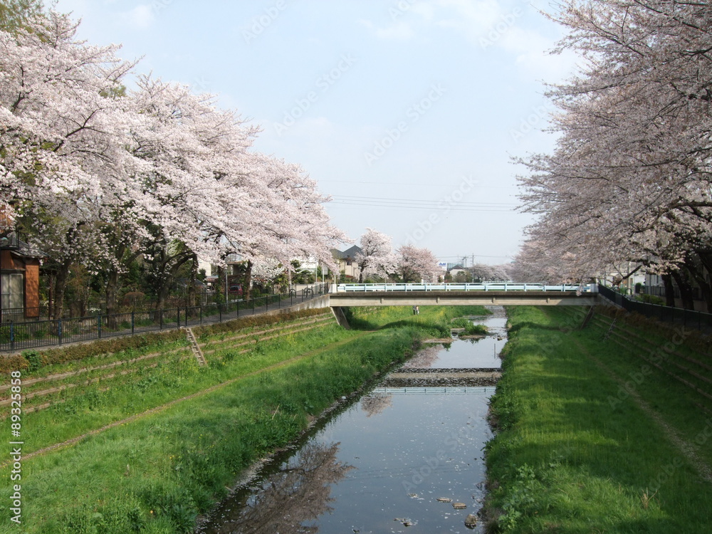 桜が咲く春の野川（調布市・一の橋付近）　Nogawa River (Row of Cherry Blossom Trees)