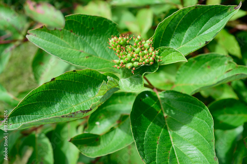 Red Osier Dogwood (Cornus sericea) Leaves and Early Fruit photo