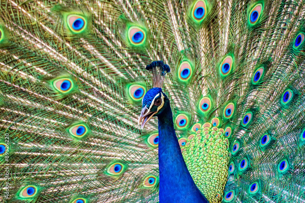 Obraz premium Portrait of beautiful peacock with it feathers out