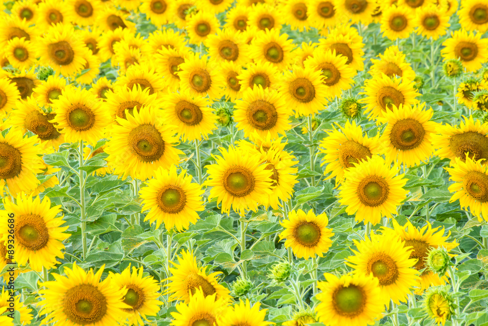 a lot of sunflower in sunflower field , Lopburi , Thailand a lot of sunflower in sunflower field , Lopburi , Thailand