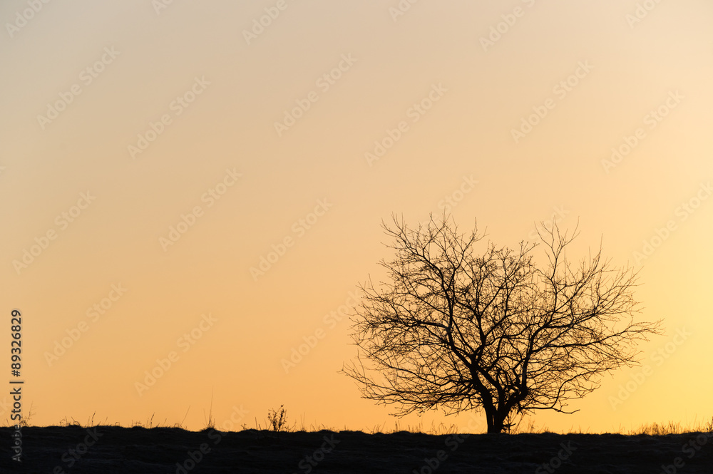 Fototapeta premium Silhouette of a single barren tree at sunset.