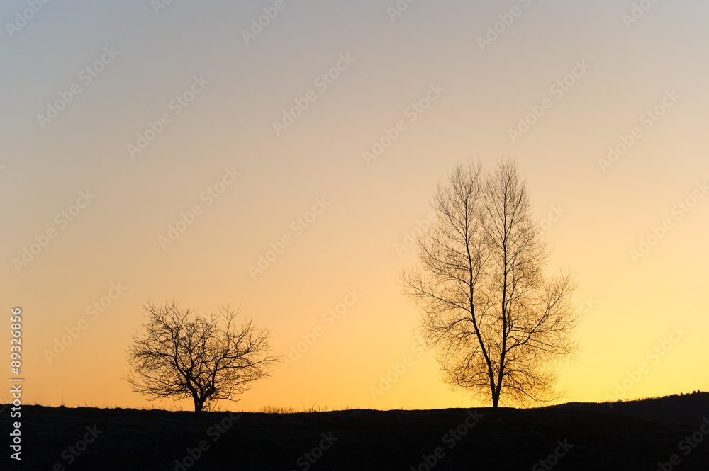 Silhouette of two barren trees at sunset. Silhouette of two barren trees at sunset.