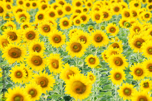 sunflower field