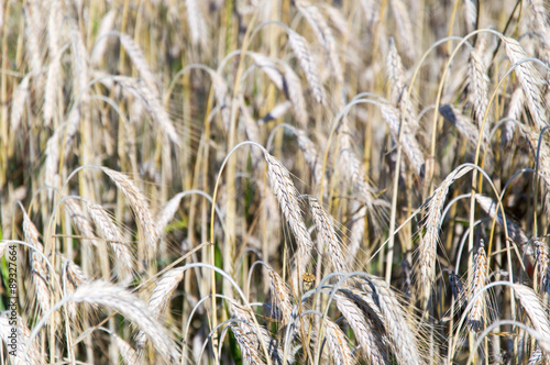 The field of wheat ears.