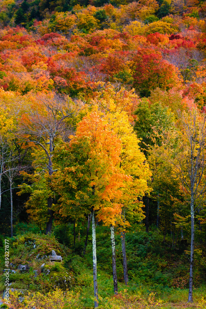 Fototapeta premium Field of colorful tree fall foliage landscape.