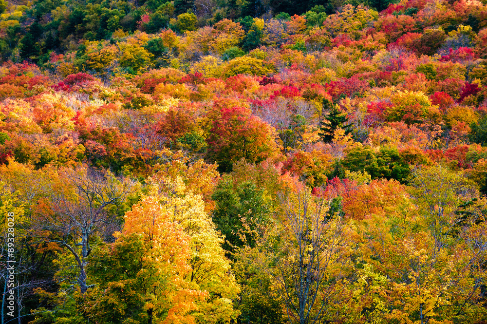 Field of colorful tree fall foliage landscape. Field of colorful tree fall foliage landscape.
