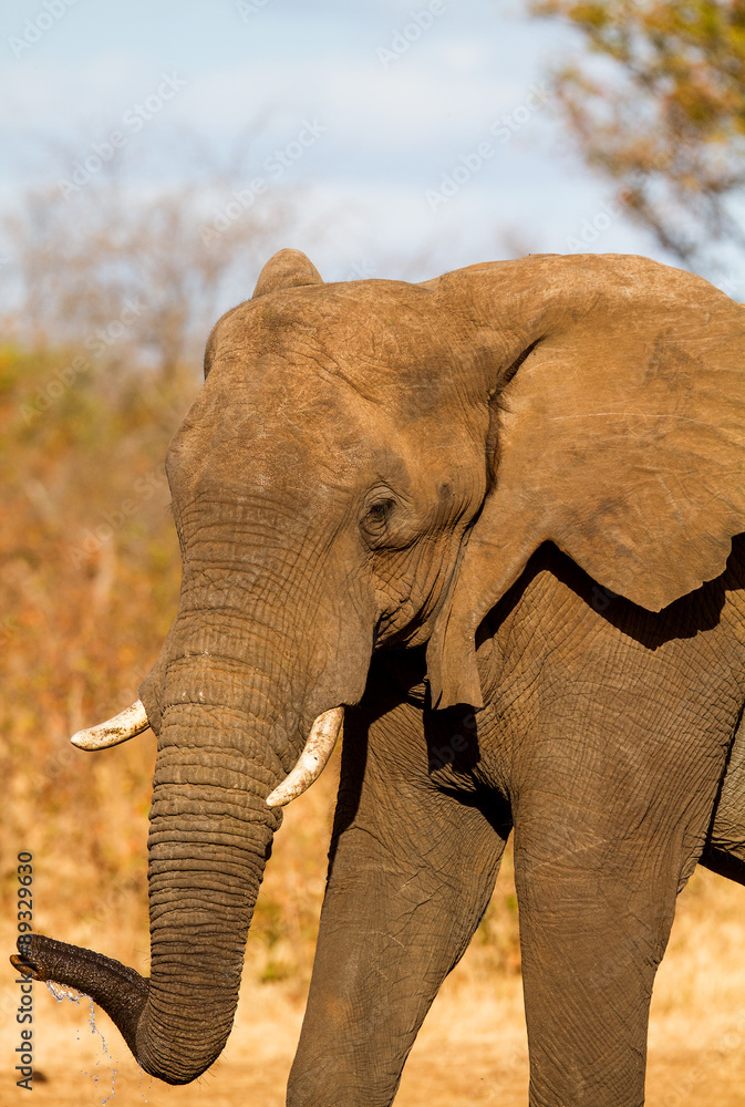 Obraz premium elephant in Kruger national park