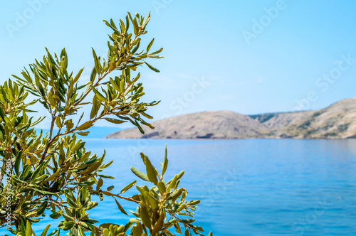 Rocky coastline with an olive tree branch by the Adriatic sea photo