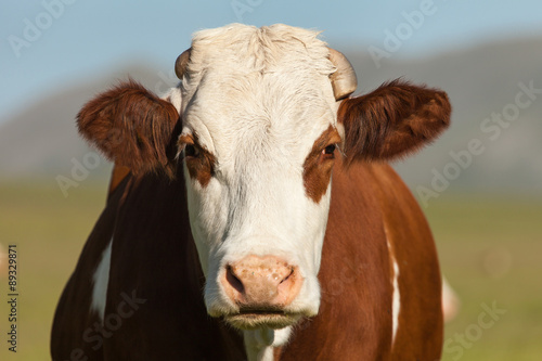 Primo piano di una mucca marrone e bianca arrabiata photo