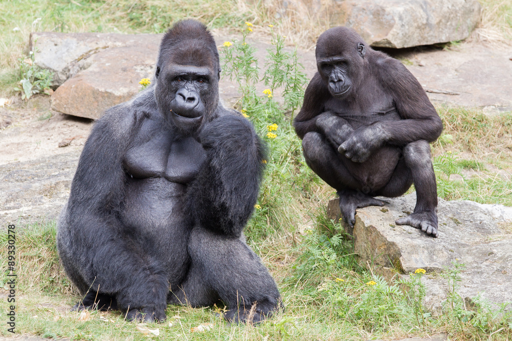 Obraz premium Silver backed male Gorilla