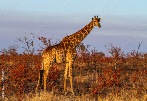 image of giraffe