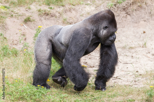 Silver backed male Gorilla © michaklootwijk