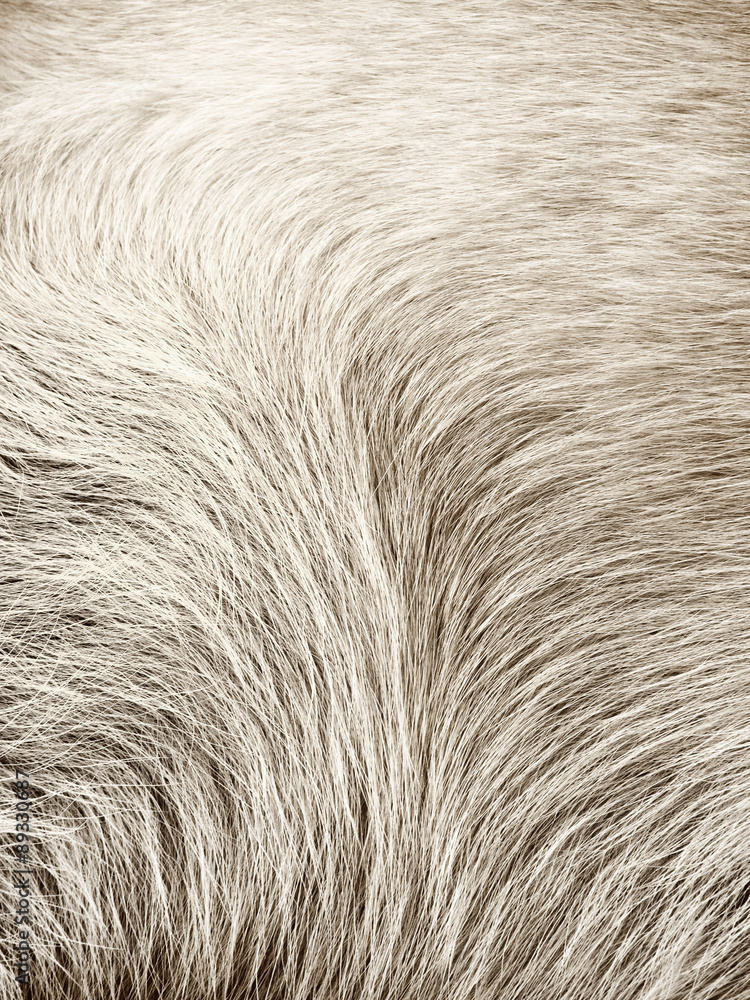 Fototapeta premium dog fur background (18)