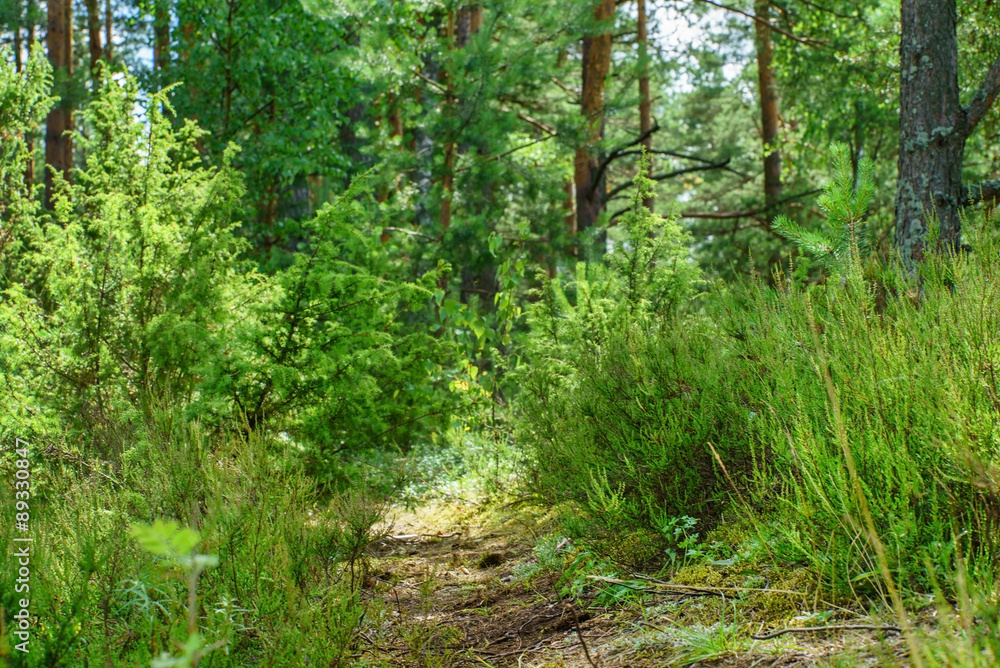 nice forest nice forest