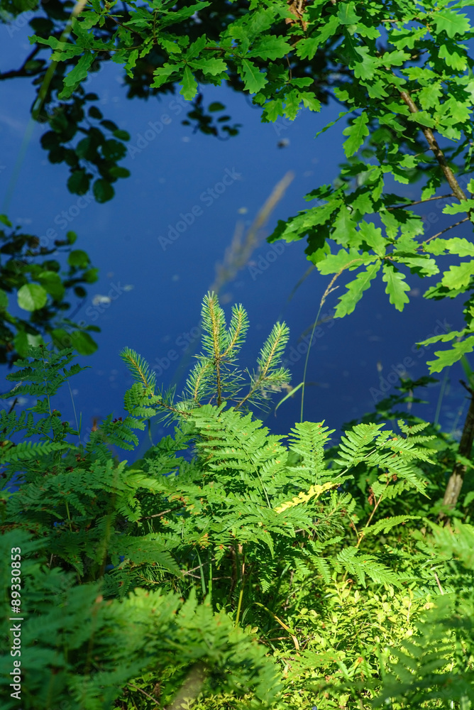 Fototapeta premium forest lake