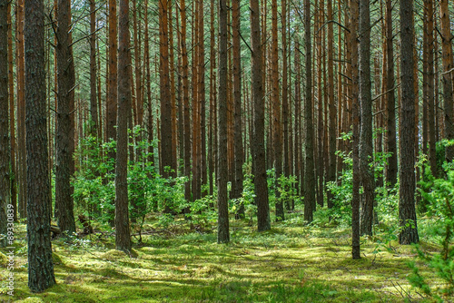 nice forest © Maksim Shebeko