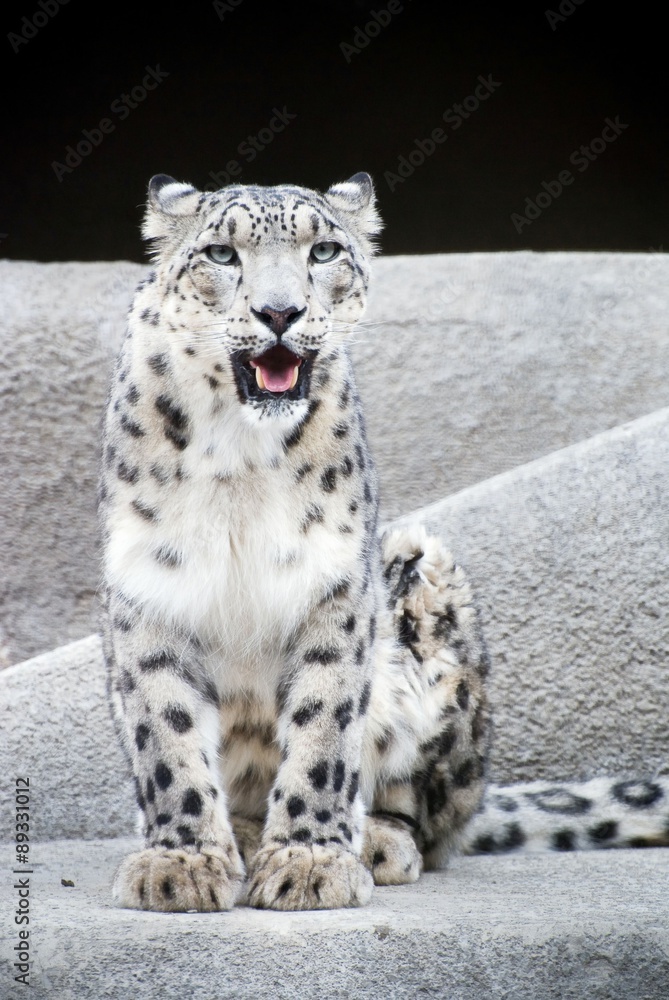 Obraz premium leopard