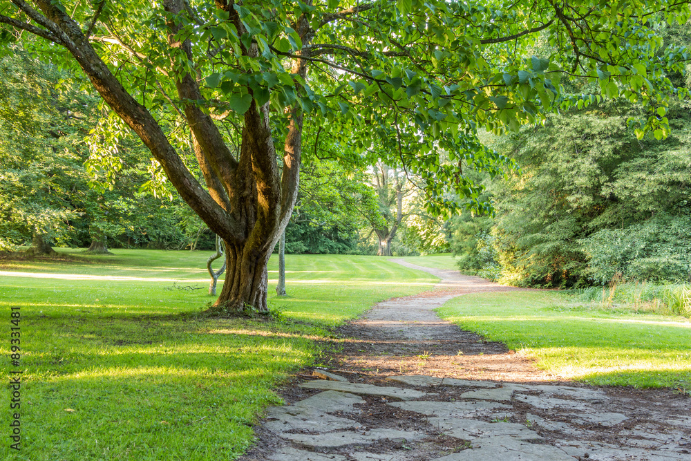 Fototapeta premium beautiful tree in green park with pathway vertical
