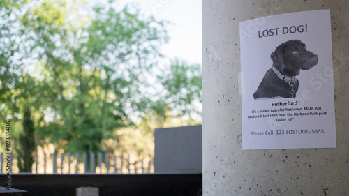 Lost dog poster